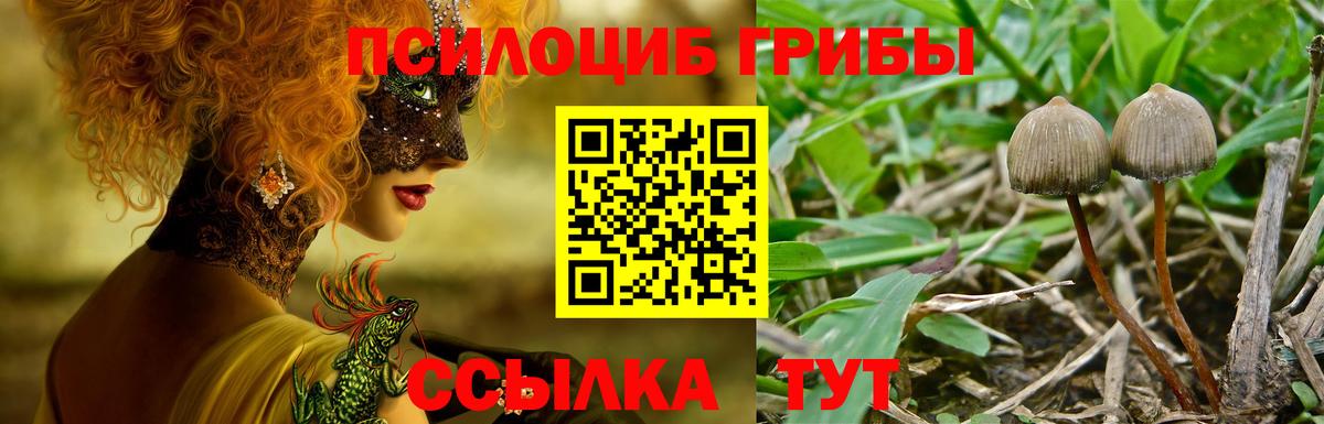 Псилоцибиновые грибы Cubensis  Галлюциногенные грибы прущие грибы  Вход с VPN  Кандалакша 
